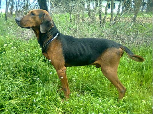 PoulaTo: Σερβίας Hound