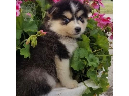 PoulaTo: Πωλούνται κουτάβια Pomsky.
