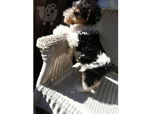Fox terrier καθαρόαιμo κουτάβι