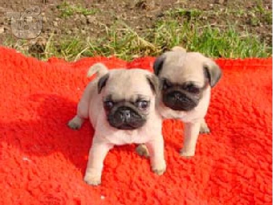 PoulaTo: pug mops