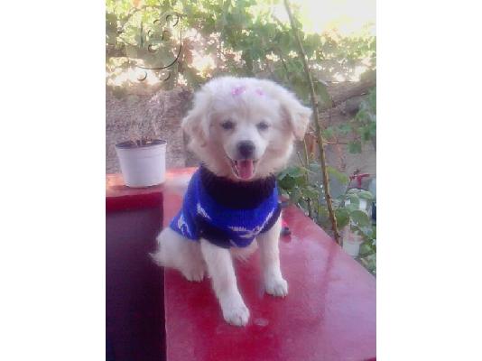 PoulaTo: pomeranian spitz koutabaki