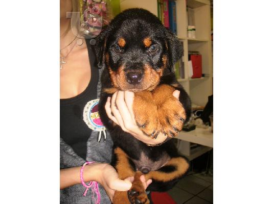 ROTTWEILER Ροτβάιλερ