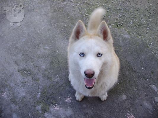 PoulaTo: anagelia genas..siberian husky!!