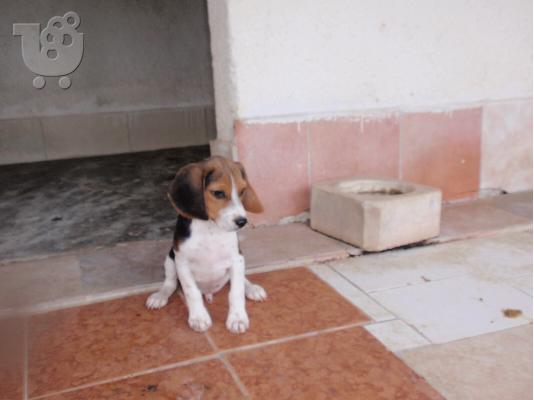 beagle κυνοτροφειο ολυμπια