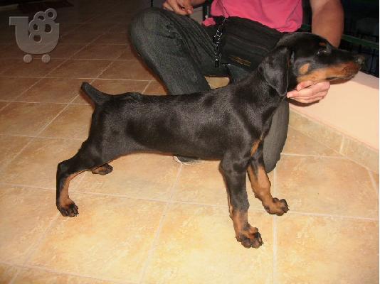 PoulaTo: DOBERMAN ΚΟΥΤΑΒΑΚΙΑ 2,5 ΜΗΝΩΝ Ντόμπερμαν