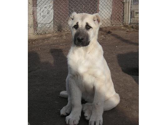 Τουρκικά kangal