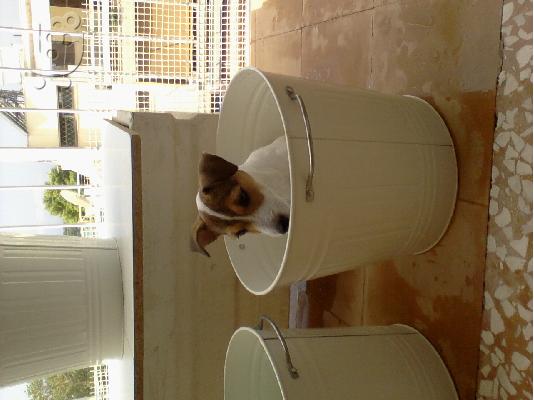 Jack Russell Terrier