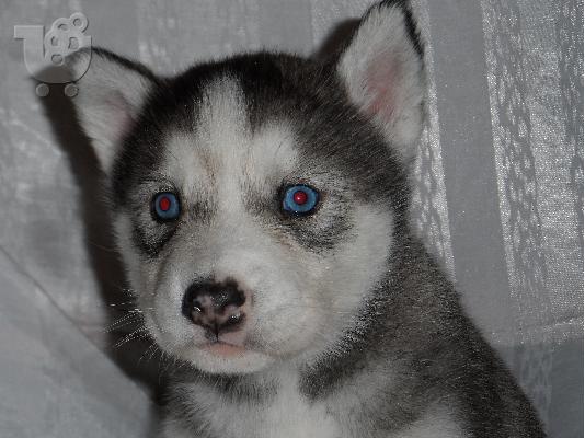 PoulaTo: Πωλουνται καθαροαιμα κουταβια Husky Seberian