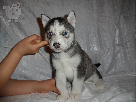 Πωλουνται καθαροαιμα κουταβια Husky Seberian