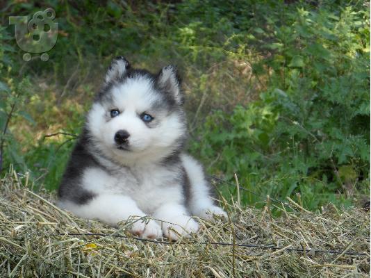 Seberian Husky     Χασκι Σιβιριανα καθαροαιμα κουταβια