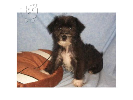 PoulaTo: Yorkie Puppy Κόκερ Σπάνιελ
