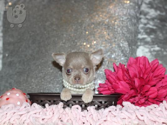 PoulaTo: Lovely κουτάβια Chihuahua προς πώληση