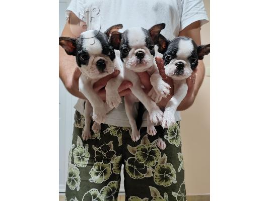 PoulaTo: Κουτάβια Boston Terrier προς πώληση