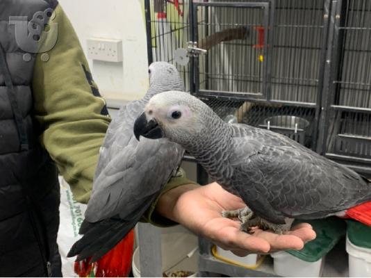 Το African Gray Baby είναι έτοιμο να βρει ένα νέο σπίτι. Αυτό το...