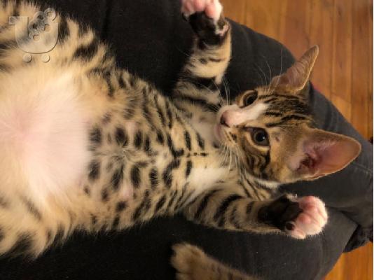 υπέροχα γατάκια BENGAl