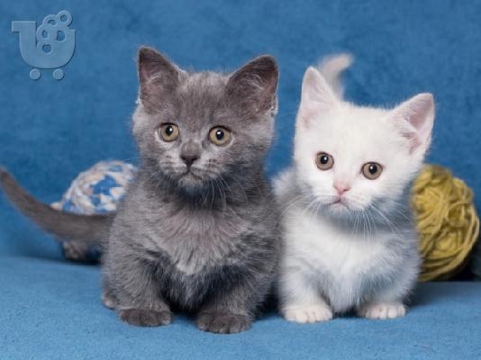 PoulaTo: 2 Munchkin Kittens για Υιοθεσία