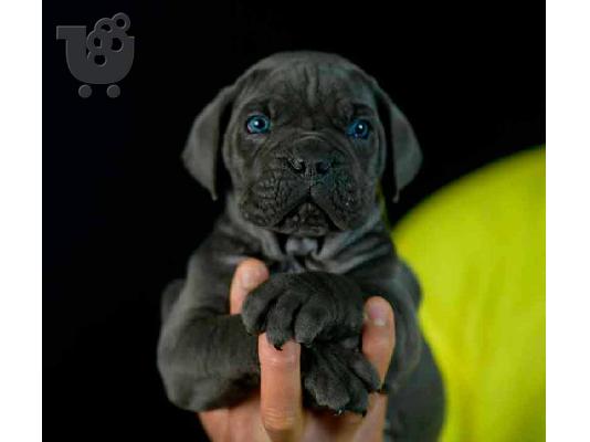 Cane Corso αρσενικό για καρφί