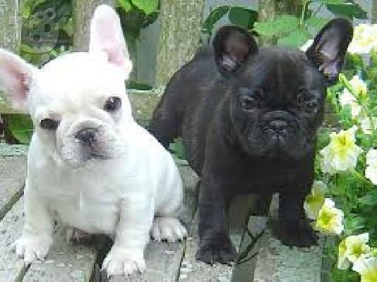 Γαλλικο μπουλντογκ - French bulldog