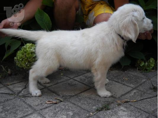 PoulaTo: GOLDEN RETRIEVER