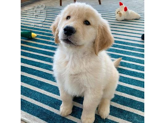 PoulaTo: Πωλούνται κουτάβια Golden Retriever