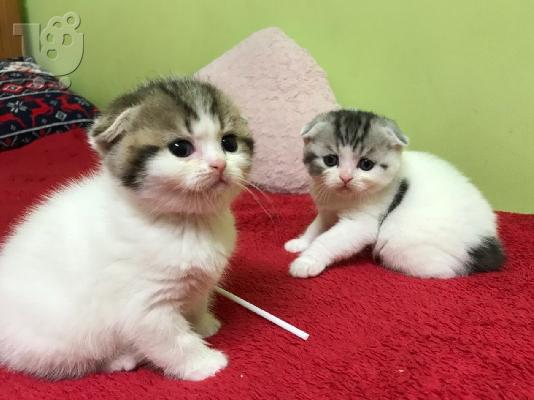 PoulaTo: Scottish fold kitten