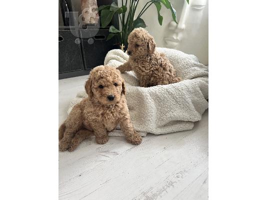 PoulaTo: Mini Goldendoodle κουτάβια F1b