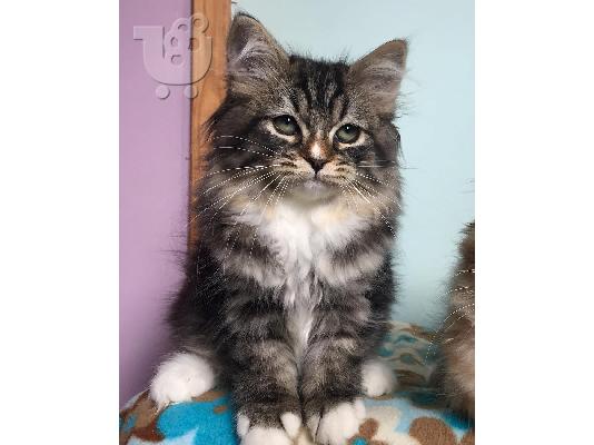 Όμορφα γατάκια Ragdoll Διατίθεται προς πώληση.