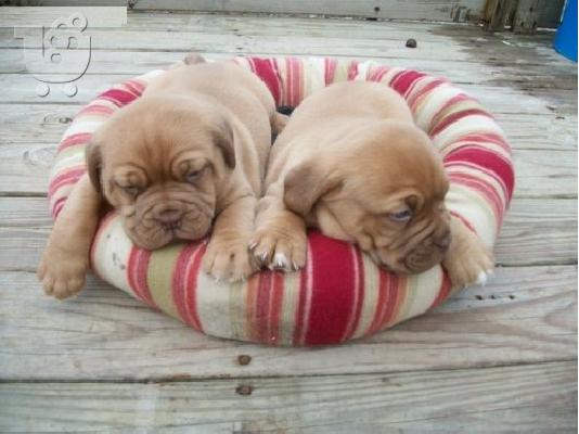 PoulaTo: Dogue Bordeux ετοιμοπαράδοτα 250 ευρώ 