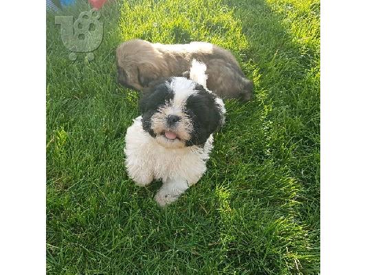 PoulaTo: Shih Tzu κουτάβια προς πώληση στο καλό σπίτι
