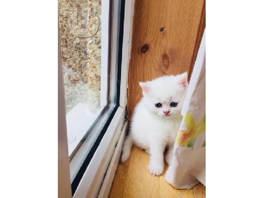 PERSIAN KITTEN