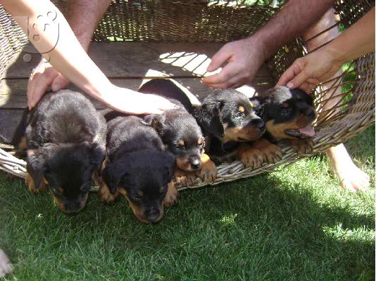 rottweiler ροτβαιλερ
