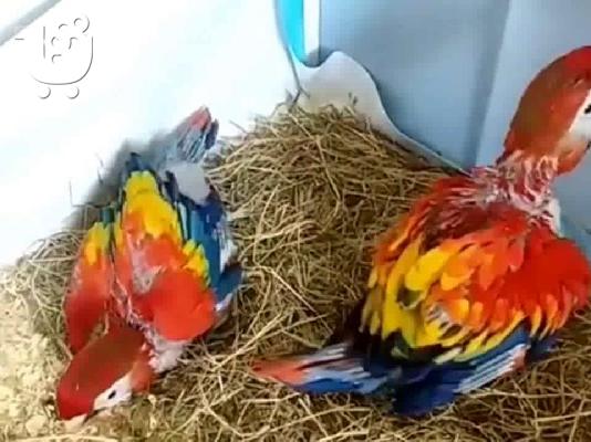 PoulaTo: christmas scarlet macaw parrot for 200€