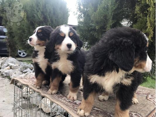 Κουτάβια Bernese Mountain Dog