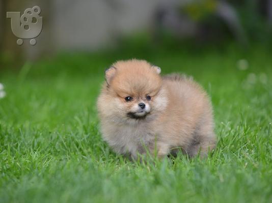PoulaTo: Pomeranian Spitz όμορφα κουτάβια