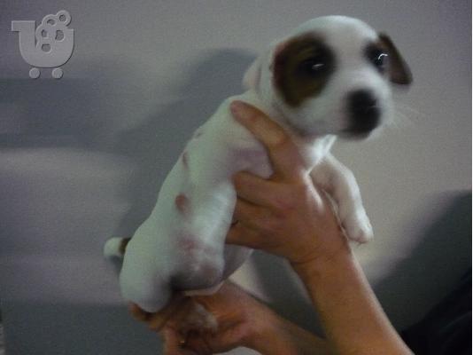 Πωλούνται καθαρόαιμα κουταβάκια jack russel