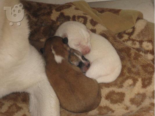 akita inu babies