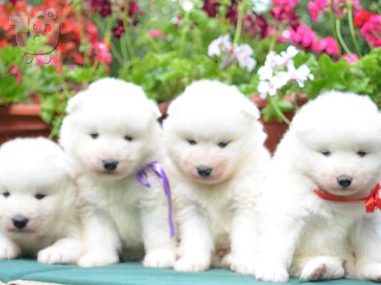 PoulaTo: Samoyed puppies: Show-quality puppies from Champion parents.