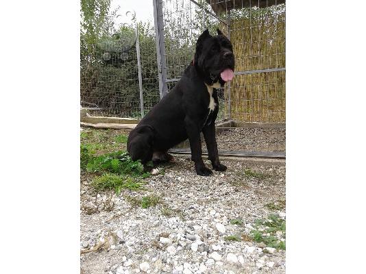 PoulaTo: κουταβια cane corso