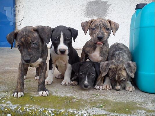 Pitbull κουτάβια