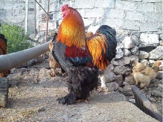 PoulaTo: αυγα εκκολαψης απο εκθεσιακα brahma εξωτερικου