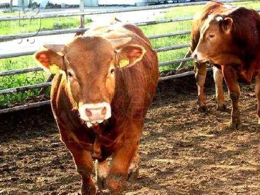 ΑΡΝΙΑ ελληνικα αξιωτικα 200 τεμαχια-