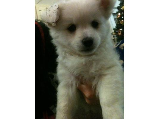 pomeranian