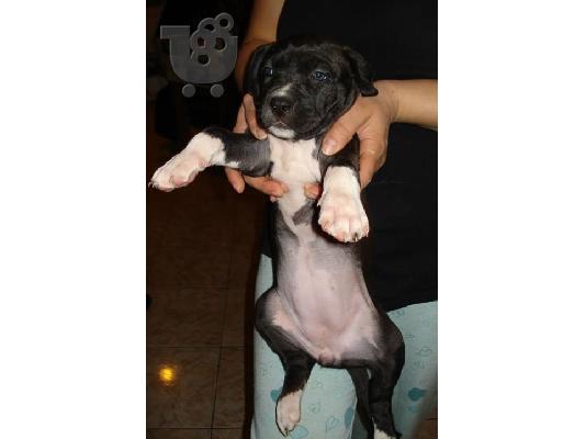 pitbull american terrier