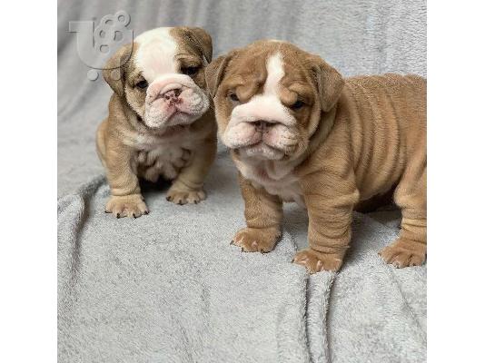 PoulaTo: Cățeluși drăguți de buldog englezesc