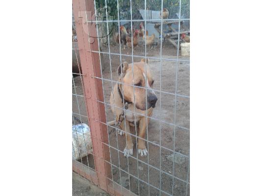 PoulaTo: χαριζεται Pitbull καθαροαιμο