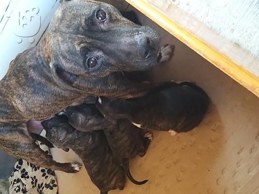 American pitbull terrier