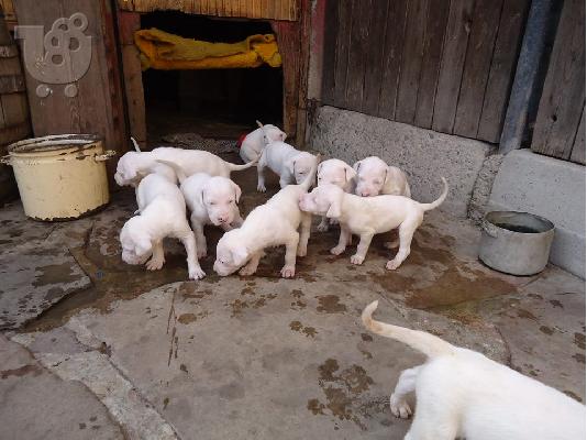 PoulaTo: DOGO ARGENTINO