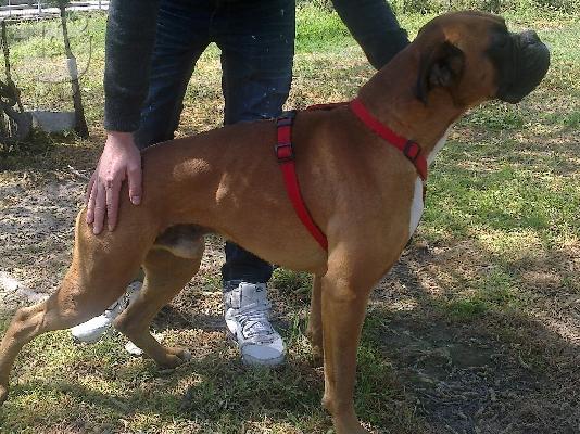 PoulaTo: boxer
