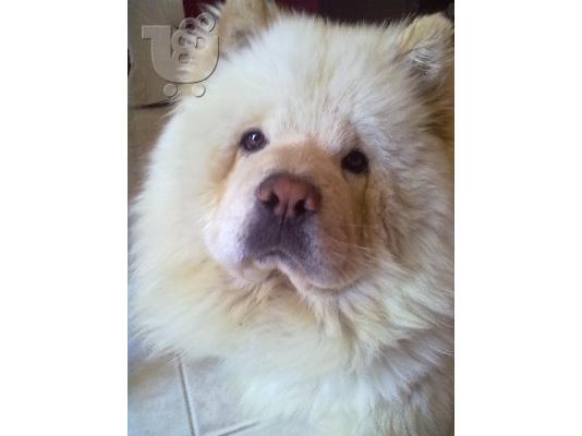 ΖΗΤΗΤΑΙ ΘΗΛΥΚΌ CHOW-CHOW ΓΙΑ ΖΕΥΓΆΡΩΜΑ
