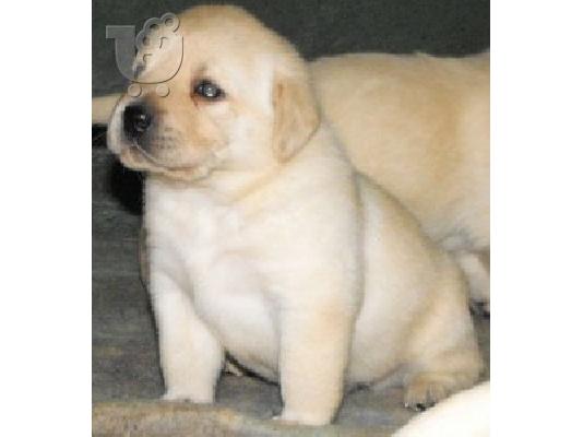 PoulaTo: Αρχικά εκπαιδευμένα κουτάβια Labrador Retriever